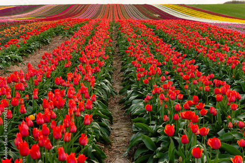 tulip fields at sunset in spring
