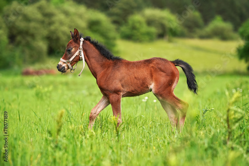 Brown Arabian horse foal walking over green grass field  side view