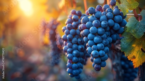   Grapes dangle from a vine, sunlight filtering through the leaves photo