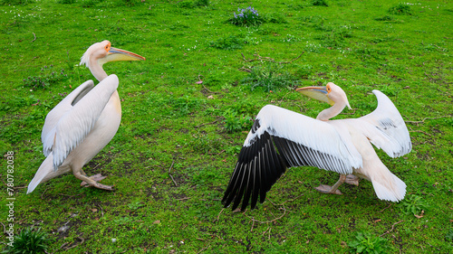 Pair of St James's Park pelicans in central London on green ground © IanDewarPhotography