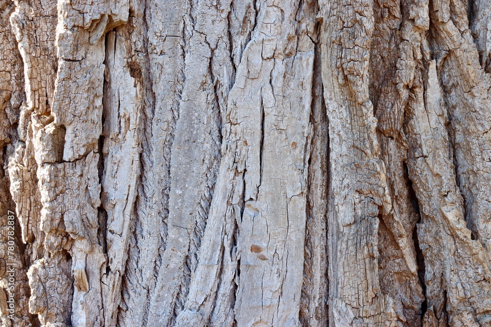 Fototapeta premium A close view of the old wood tree bark surface.