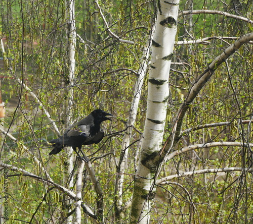 A crow sits on a birch tree..