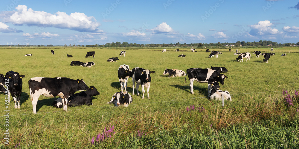 Schwarzbunte Holstein-Rinder auf einer Weide bei Meggerdorf in der Eider-Treene-Sorge Niederung in Schleswig-Holstein, beim Grasen oder Ruhen und Wiederkäuen. Schwarzbunte Holstein-Rinder auf einer Weide bei Meggerdorf in der Eider-Treene-Sorge Niederung in Schleswig-Holstein, beim Grasen oder Ruhen und Wiederkäuen.