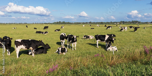 Schwarzbunte Holstein-Rinder auf einer Weide bei Meggerdorf in der Eider-Treene-Sorge Niederung in Schleswig-Holstein, beim Grasen oder Ruhen und Wiederkäuen.