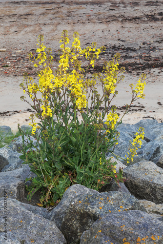 Blühender Klippenkohl, eine Wildform des Gemüsekohls (Brassica oleracea var. oleracea) in einer Steinschüttung am Südstrand auf Helgoland in der Nordsee, Deutschland