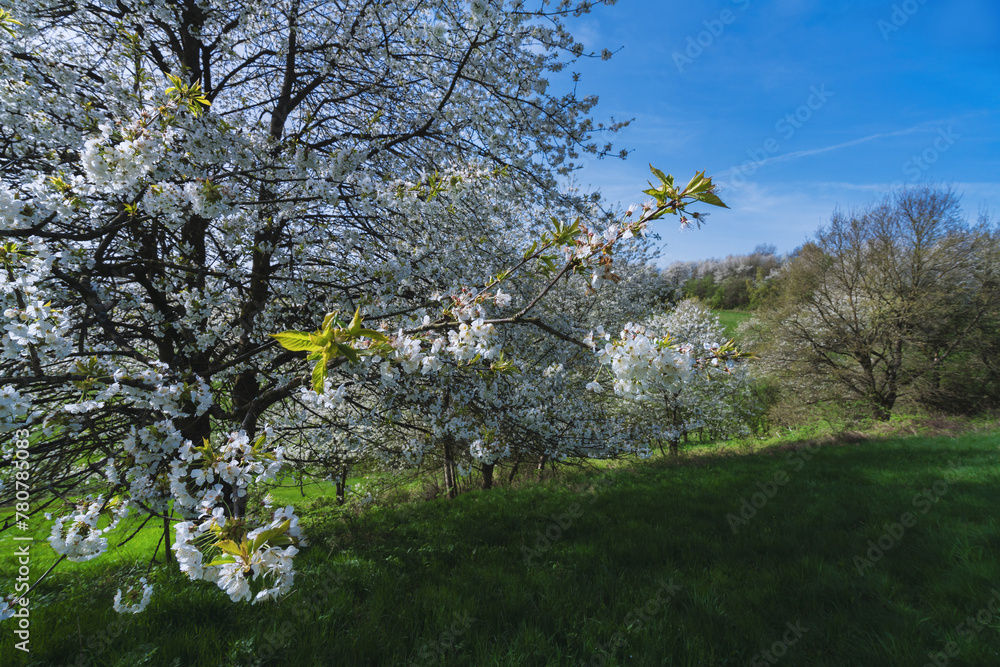Stadt und Natur, blühende Kirschbäume auf Felder Stadt und Natur, blühende Kirschbäume auf Felder