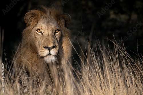 Big Male Lion 