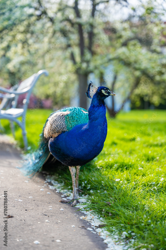 Fototapeta premium Peacock is walking in Prague gardens in spring time