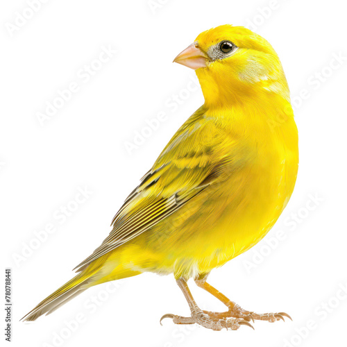 Yellow canary bird isolated on transparent background. 