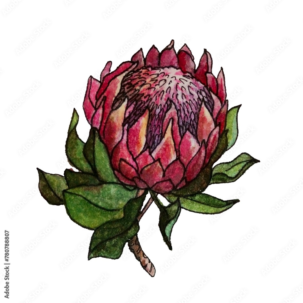 Obraz premium Watercolor tropical flower protea. Hand painted pink flower with leaves and branch isolated on white background. Nature botanical illustration for design, print. Realistic delicate plant.