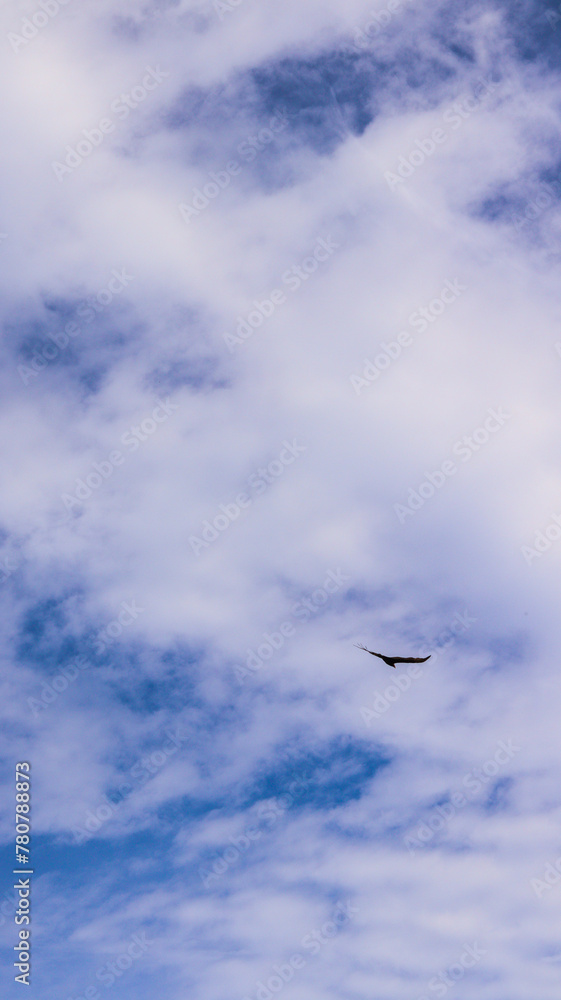 Visão de uma ave voando em um dia de céu azul no brasil