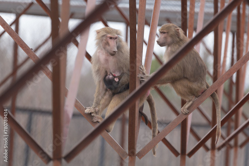 Photography Sights and animals - inhabitants of the lion park Taigan