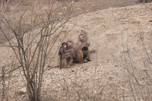 Photography Sights and animals - inhabitants of the lion park Taigan
