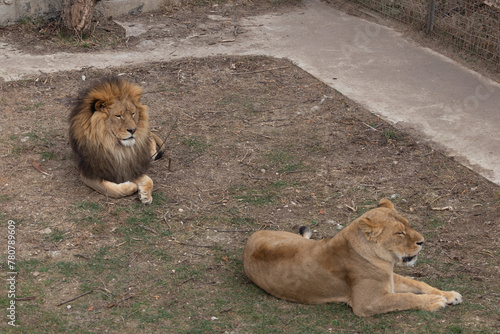 Sights and animals - inhabitants of the lion park 