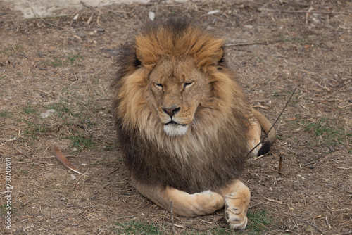 Photography Sights and animals - inhabitants of the lion park Taigan