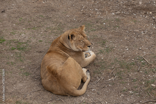 Photography Sights and animals - inhabitants of the lion park Taigan