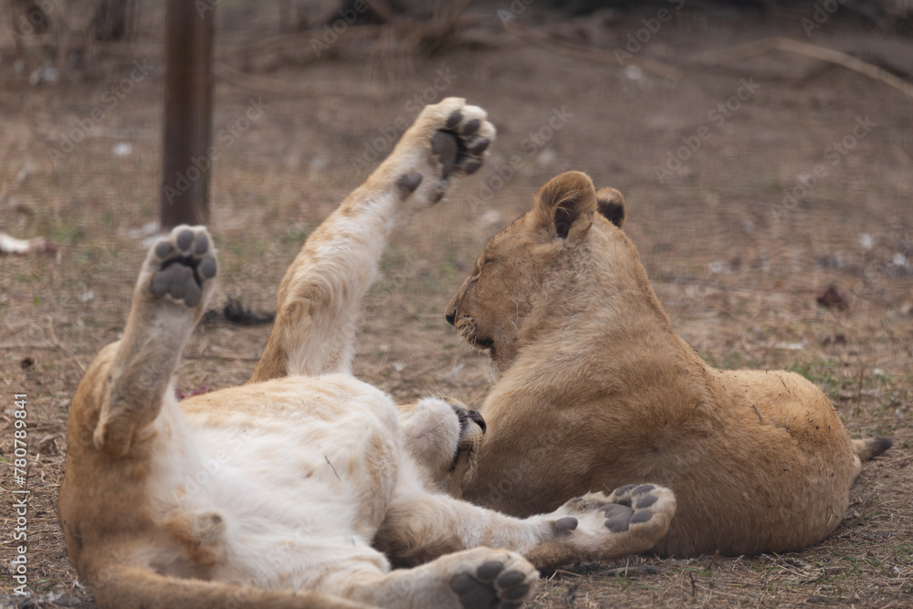 Sights and animals - inhabitants of the lion park Sights and animals - inhabitants of the lion park