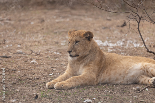 Photography Sights and animals - inhabitants of the lion park Taigan