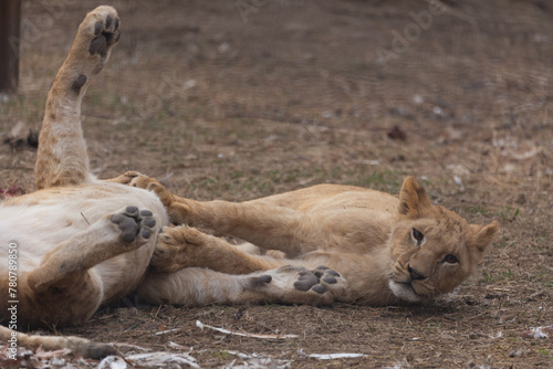 Photography Sights and animals - inhabitants of the lion park Taigan