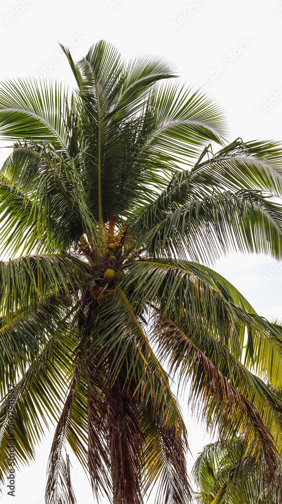 Fototapeta premium Árvore palmeiras no nordeste brasileiro em um dia de sol