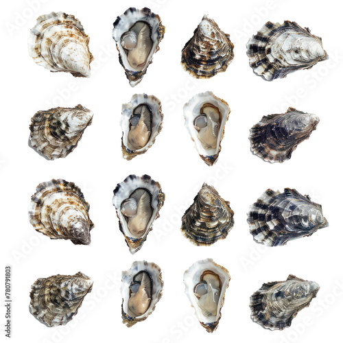 Set of oysters from different points of view, transparent background. 