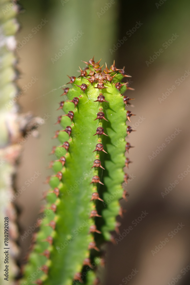 a branch green cactus close-up a branch green cactus close-up