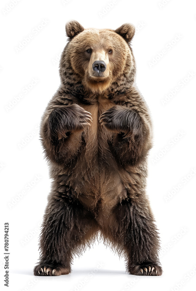 Fototapeta premium Friendly bear standing on hind legs, studio shot