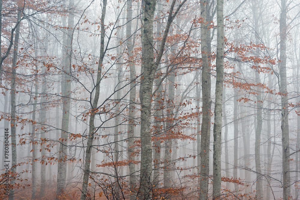 Fototapeta premium Autumn foliage
