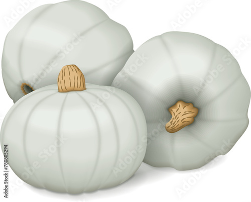 Group of Crown Prince Squash. Winter squash. Cucurbita maxima. Fruits and vegetables. Isolated vector illustration.
