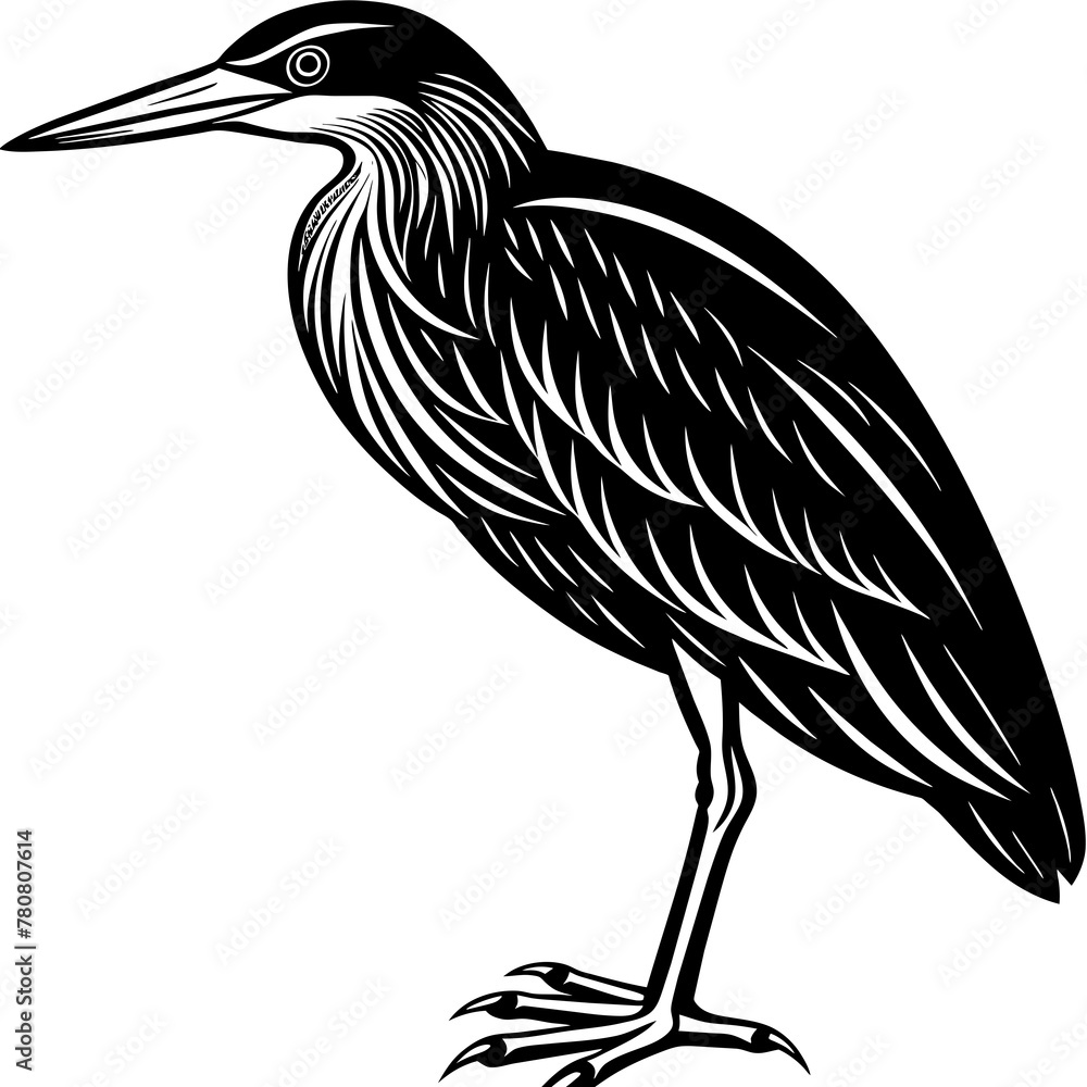 Fototapeta premium indian-pond-heron-or-paddy-bird-black-silhouette-v