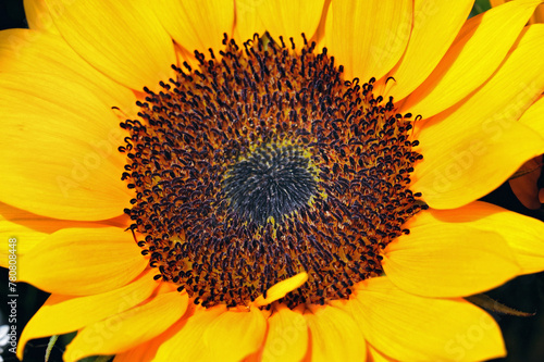 Helianthus annuus, the sunflower, a large annual forb of the genus Helianthus grown as a crop for its edible oil and edible seeds. This specie is also used as ornamental gardens. Brasília, 2021