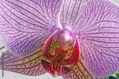 Orchid Phalaenopsis hybrido,  commonly known as moth orchids, it is a genus of about seventy species of plants in the family Orchidaceae.. Brasilia, 2021