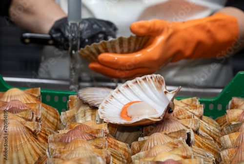 Cleaning and gutting of scallops in a shellfish treatment plant in Galicia	 photo