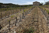 Vineyard and wine maker farm around Saint Marice d'Ardeche - Ardeche - France