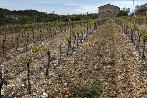 Vineyard and wine maker farm around Saint Marice d'Ardeche - Ardeche - France photo