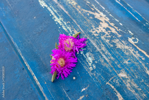 Like a memory for a flirt last night: Two purple blossoms of a hottentot fig forgotten on a blue wooden peeled-off boat on the coast of Spiaggia Sibiliana, Marsala, Sicily. photo