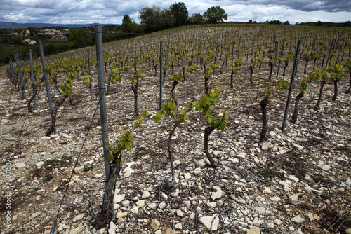 Vineyard around Saint Maurice d'Ardeche - Ardeche - France