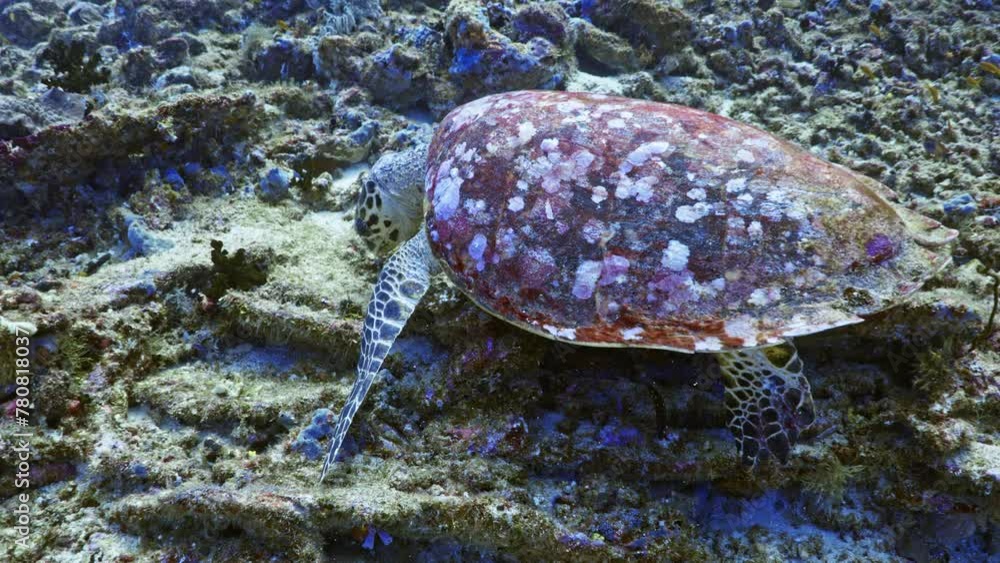 Sea Turtle eating coral on the reef - Shots of the Southern Maldives Sea Turtle eating coral on the reef - Shots of the Southern Maldives