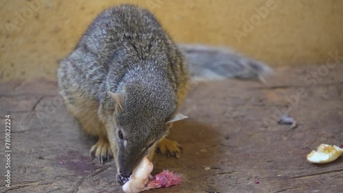 close view of a dwarf mongoose eating a mouse photo