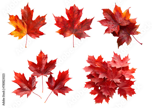 Collection set of red maroon autumn maple leaf leaves single group pile on transparent background cutout  PNG file. Many different design Mockup template for artwork