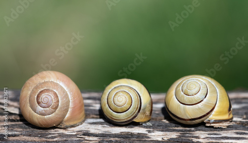 Three snail shells lie next to each other on a tree trunk. The snail shells are lying with their spirals facing forward. The background is green with light. There is space for text.