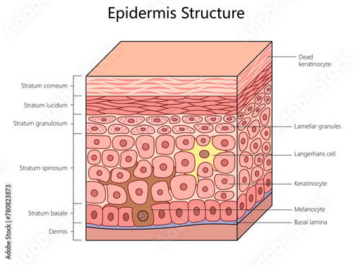 epidermis structure, labeling all layers and cells, including melanocytes and keratinocytes in the human skin structure diagram schematic vector illustration. Medical science educational illustration