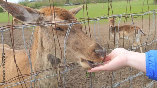 Cute deer behind the fence, eating grass from human hands slow motion photo