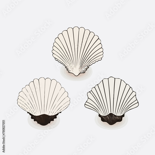 Seashell   Minimalist and Simple set of 3 Line White background - Vector illustration