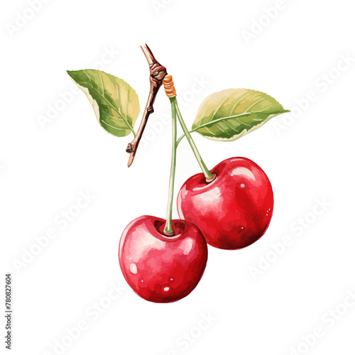 Red cherry fruit watercolor isolated on white background. Vector illustration