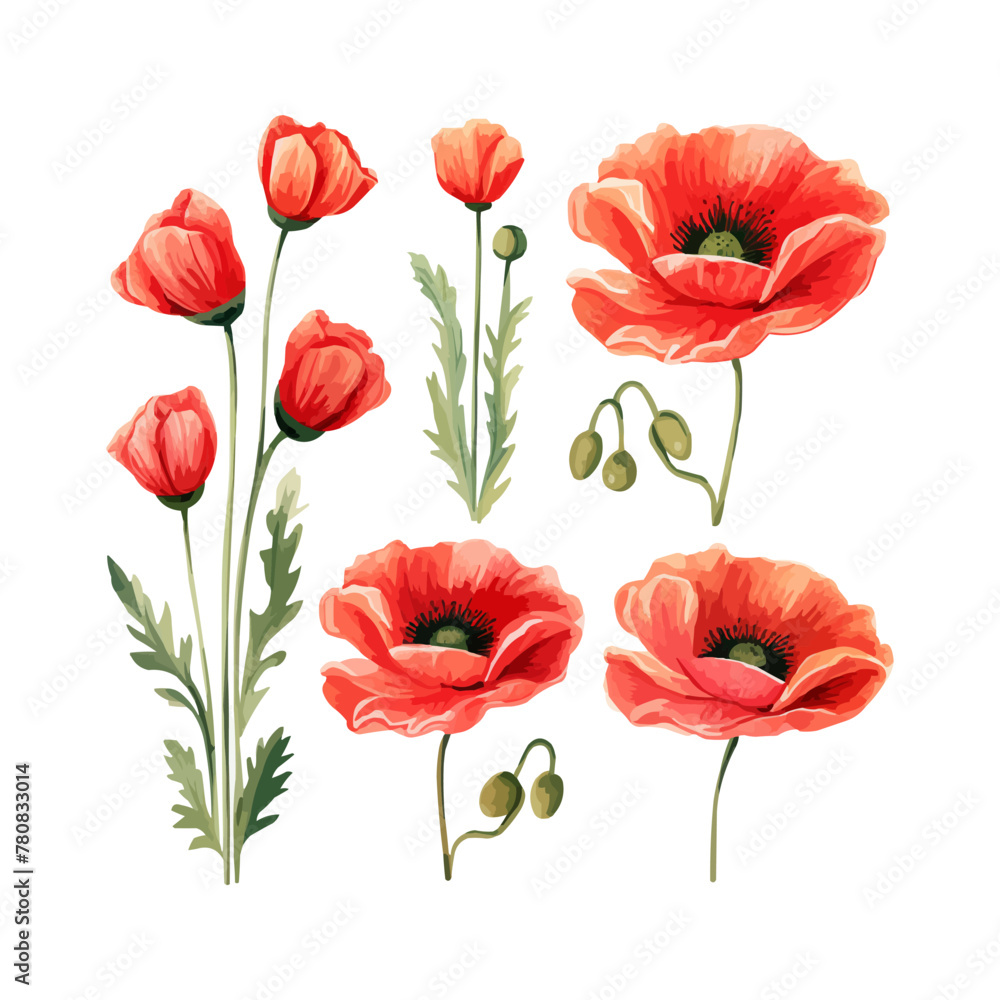 Fototapeta premium Watercolor red poppy set. Vector illustration design