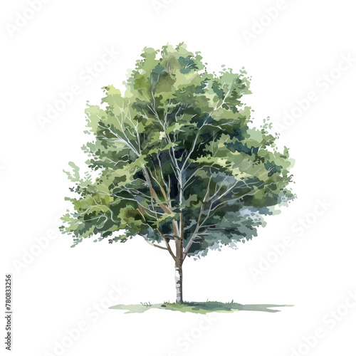 Vector watercolor green tree or forest side view isolated on white background for landscape and architecture drawing,elements for environment or garden,botanical element for exterior section in spring