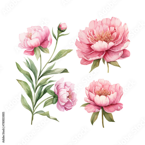 peony flower set watercolor illustration