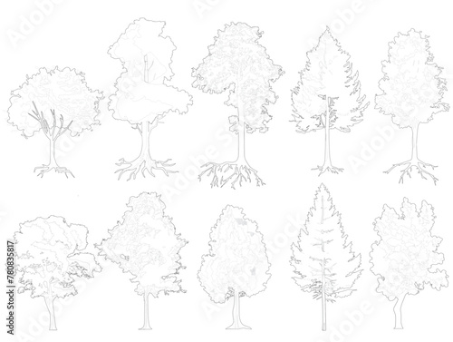 Set of trees with roots, cad outlined