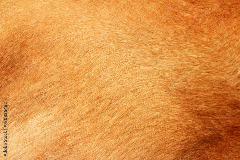 Close up on caramel hair dog Close up on caramel hair dog